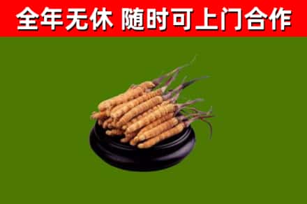 红桥回收散虫草